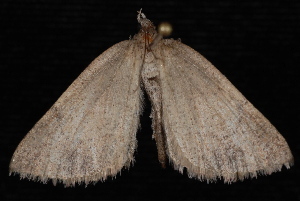 Sericosema wilsonensis