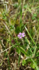 Robertium