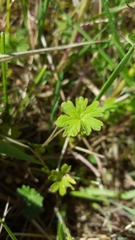 Robertium