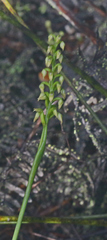 Genoplesium pumilum