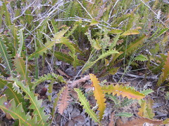 Banksia gardneri