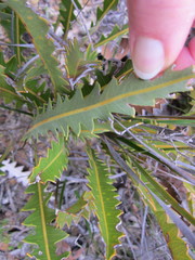 Banksia gardneri