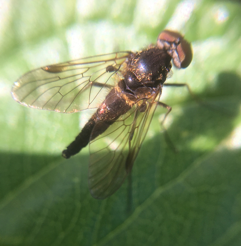 Black Snipefly photo 4