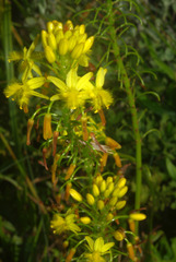 Bulbine abyssinica image