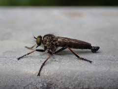 Neoitamus socius