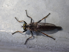 Neoitamus socius