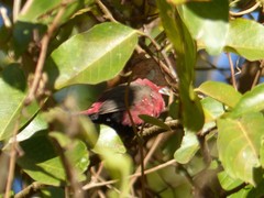 Lagonosticta rubricata