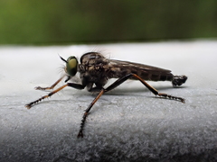 Neoitamus socius