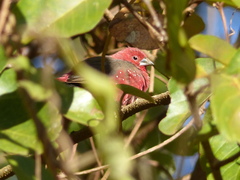 Lagonosticta rubricata