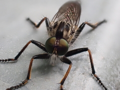 Neoitamus socius