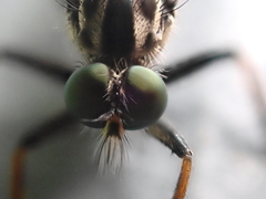 Neoitamus socius
