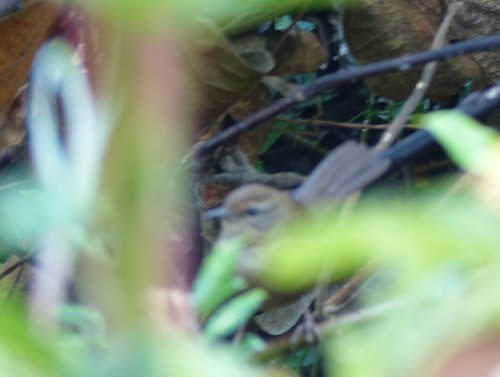 iNaturalist image