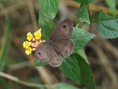 Ypthima pandocus