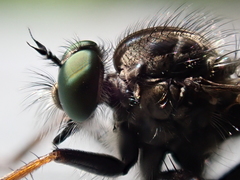 Neoitamus socius