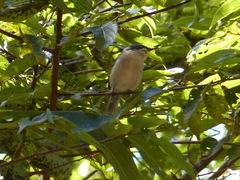 Apalis melanocephala