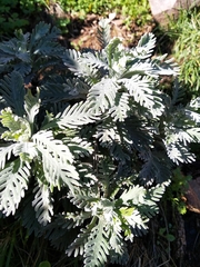 Euryops pectinatus pectinatus