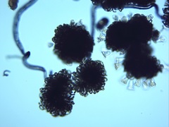 Nostocales