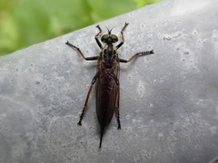 Neoitamus socius