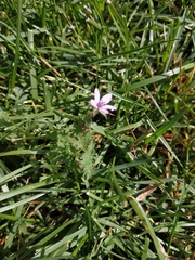 Erodium cicutarium