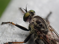 Neoitamus socius