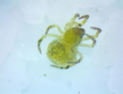 Mysmenidae