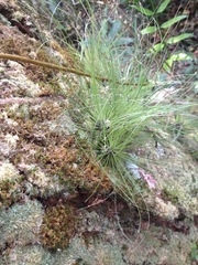 Tillandsia filifolia