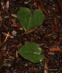 Corybas rotundifolius