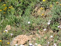 Coronilla minima lotoides