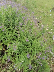 Nepeta sibirica