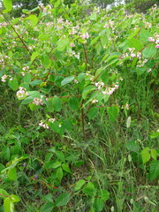 Apocynum androsaemifolium image
