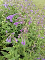 Nepeta sibirica