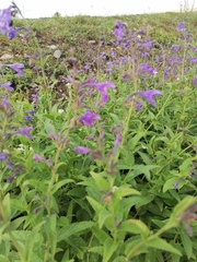 Nepeta sibirica
