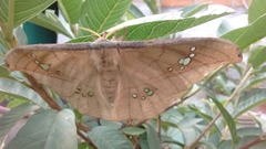 Copaxa multifenestrata