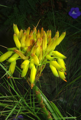 Aloe craibii image