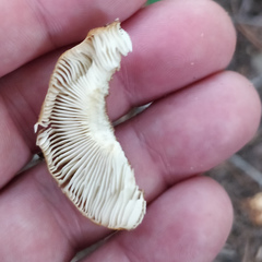 Russula grata