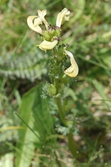 Pedicularis tuberosa