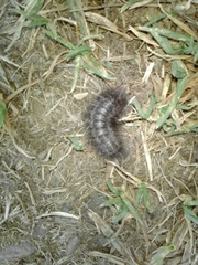 Lepidoptera
