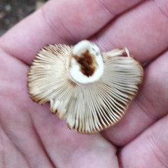 Russula grata