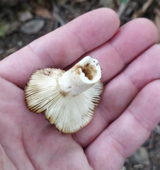 Russula grata