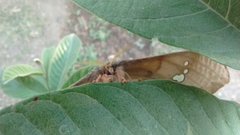 Copaxa multifenestrata