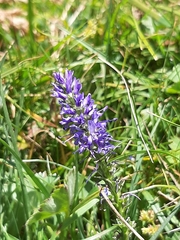 Veronica allionii