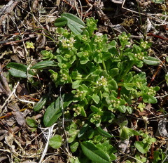 Cochlearia tridactylites