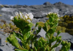 Cochlearia tridactylites