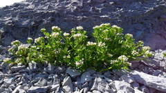 Cochlearia tridactylites