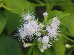 Chromolaena odorata