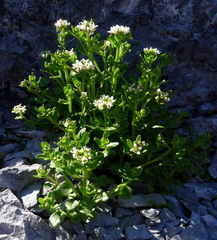 Cochlearia tridactylites