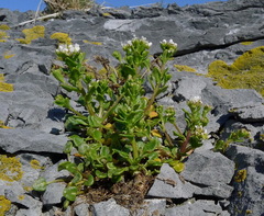 Cochlearia tridactylites