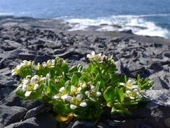 Cochlearia tridactylites