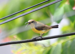 Cinnyris jugularis