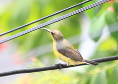 Cinnyris jugularis